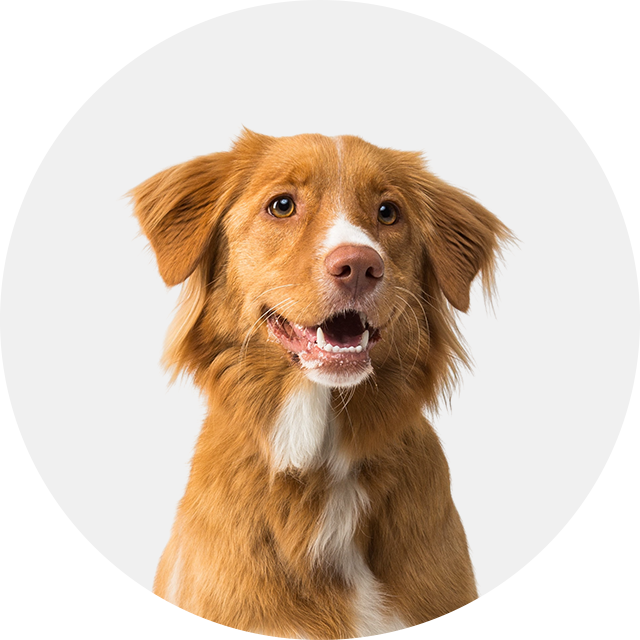 Pets & Accessories